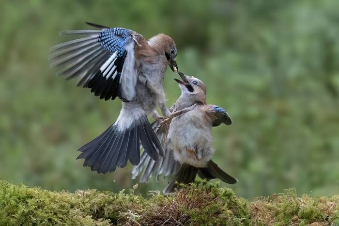 Jays (Paul McDougall).jpg