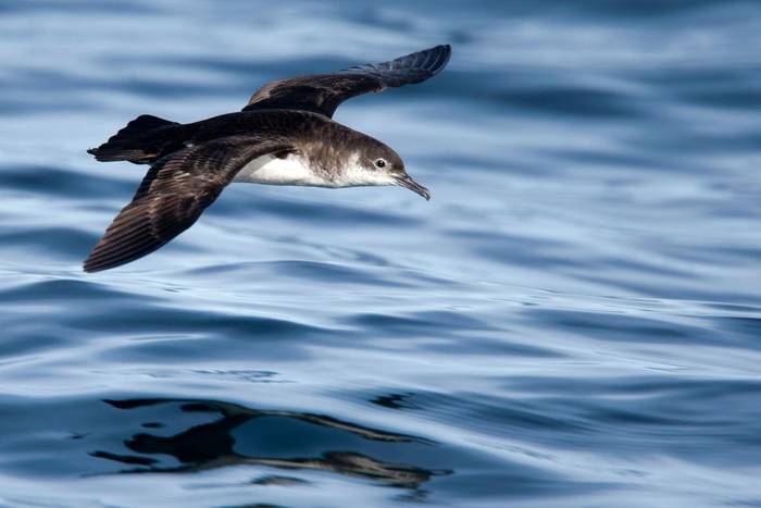 Manx Shearwater shutterstock_1409602436.jpg
