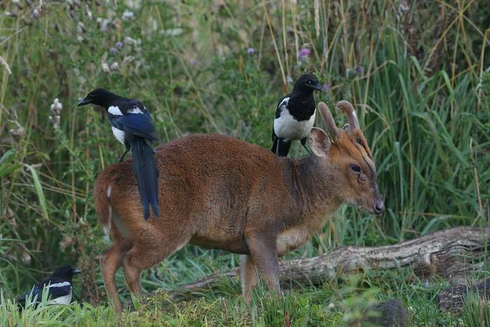 Muntjac