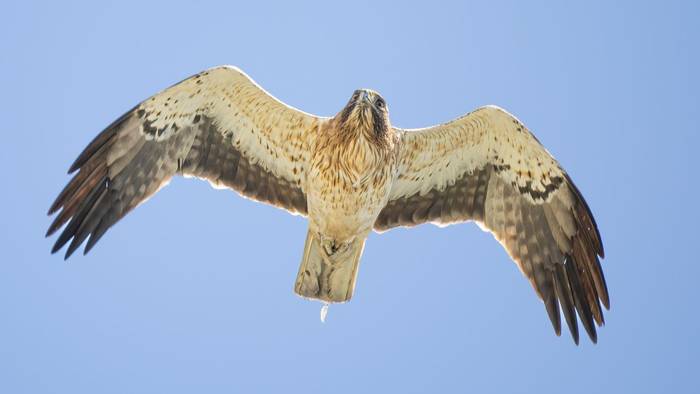 Booted Eagle 5.jpg