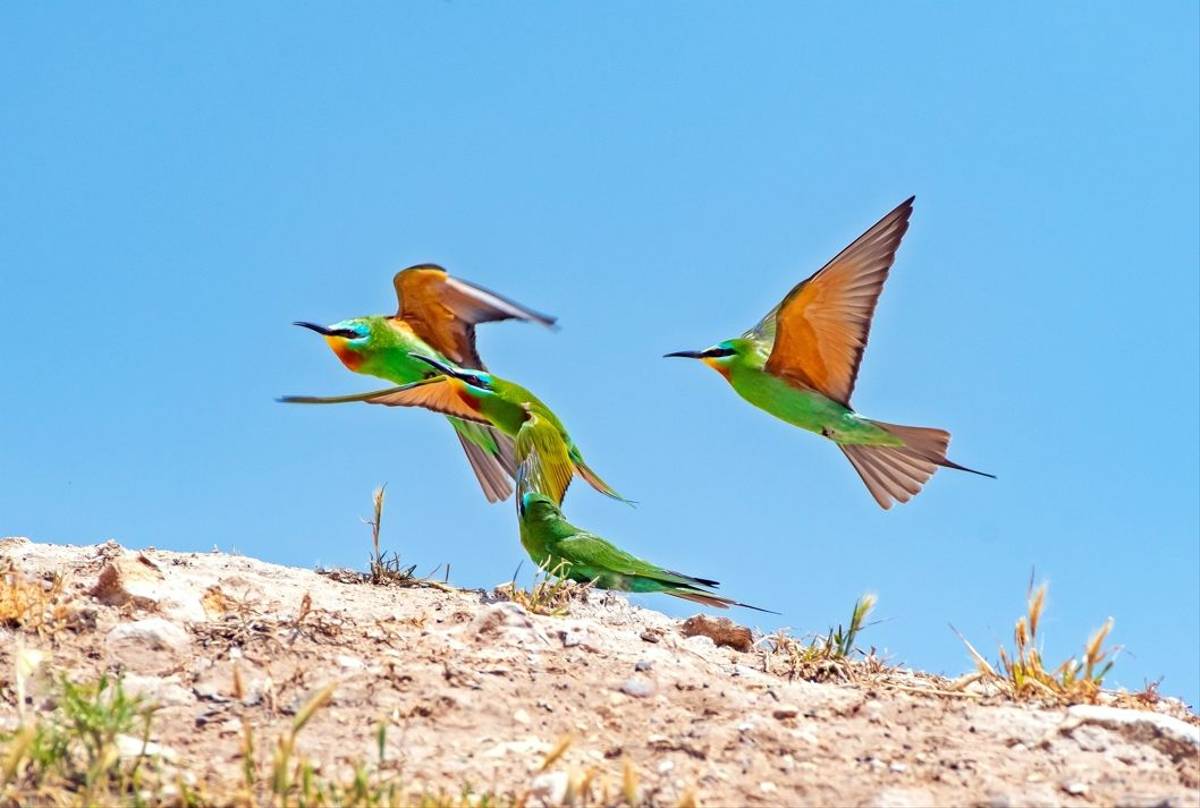 Blue-cheeked Bee-eater, Turkey
