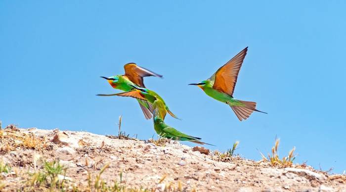 Blue-cheeked Bee-eater, Turkey