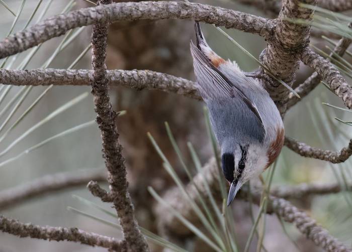 Kruper's Nuthatch © Chris Griffin, April 2025