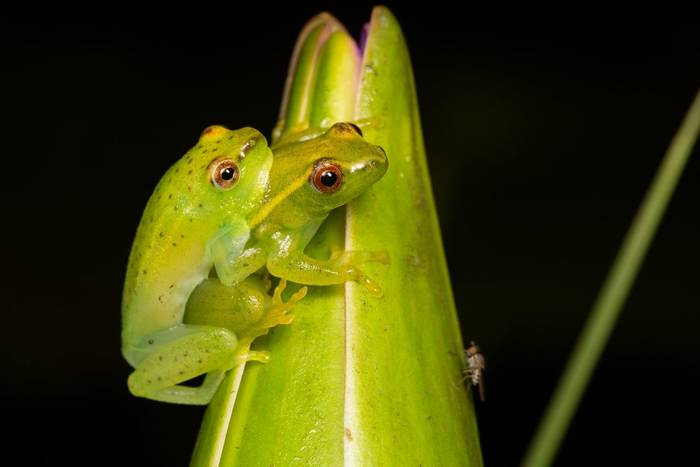 Water Lily Reed Frog (Hyperolius pusillus) © Tyrone Ping