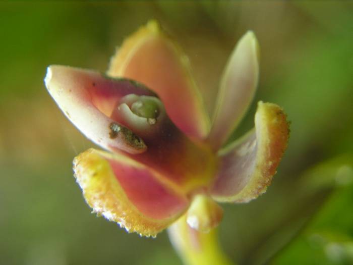Epidendrum sp - Napo Province