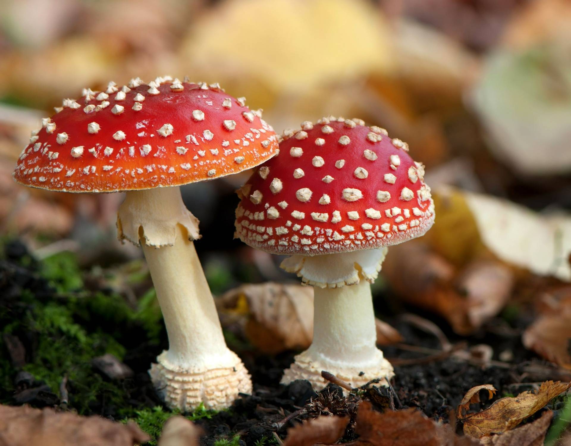 Fly Agaric Image