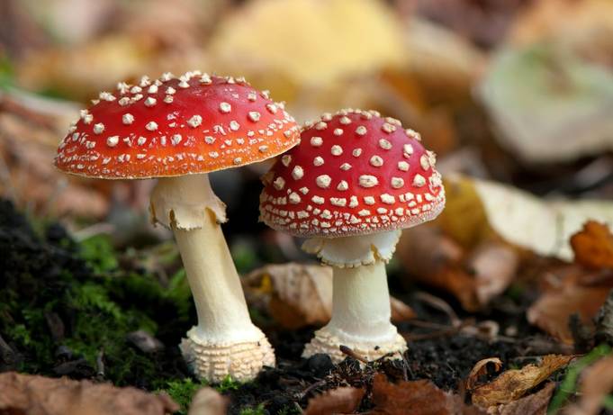 Fly Agaric mushrooms