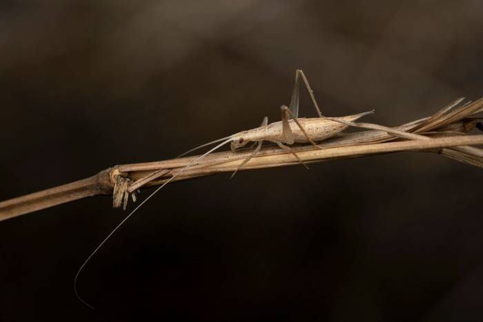 European Tree-cricket (Oecanthus pellucens)