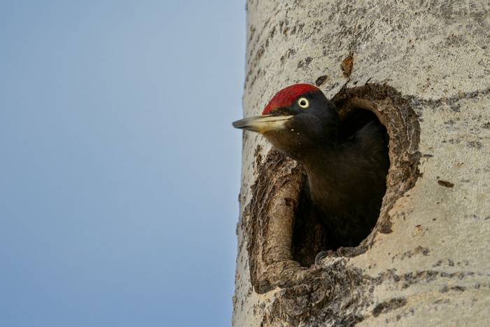 Black Woodpecker by Alun Gee.jpg