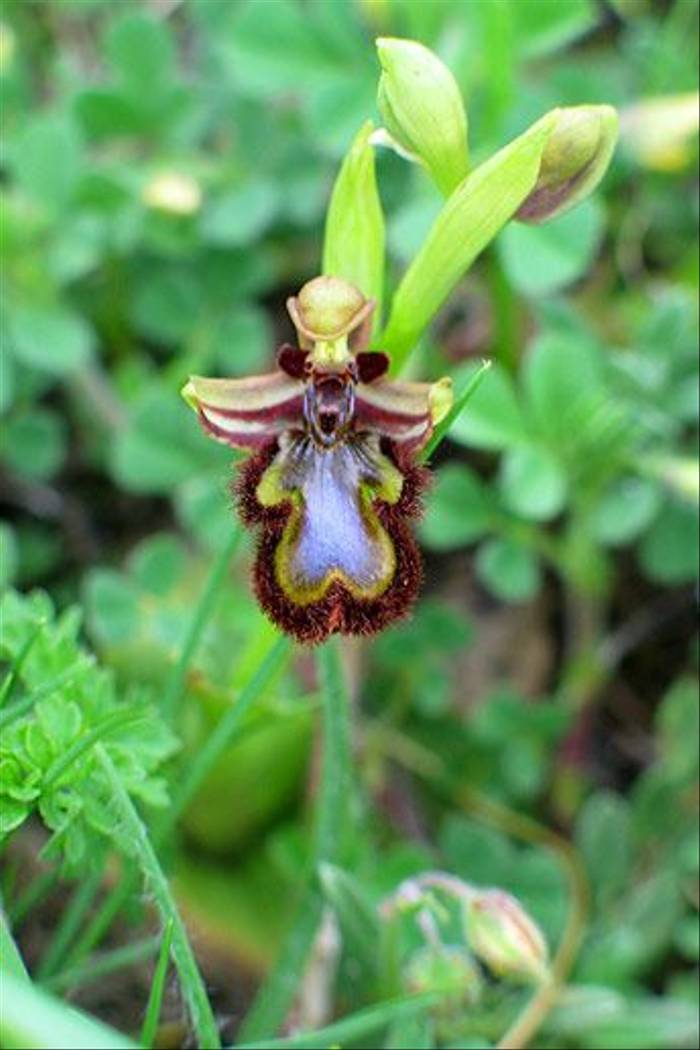 Mirror Bee Orchid, Ophrys speculum (Paul Harmes)