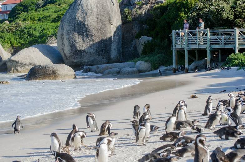 African Travel Inc South Africa -Cape Town Tourism_Boulders Beach.jpg