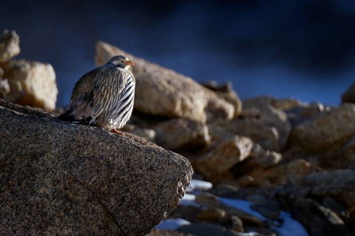 Himalayan Snowcock shutterstock_1650666250.jpg