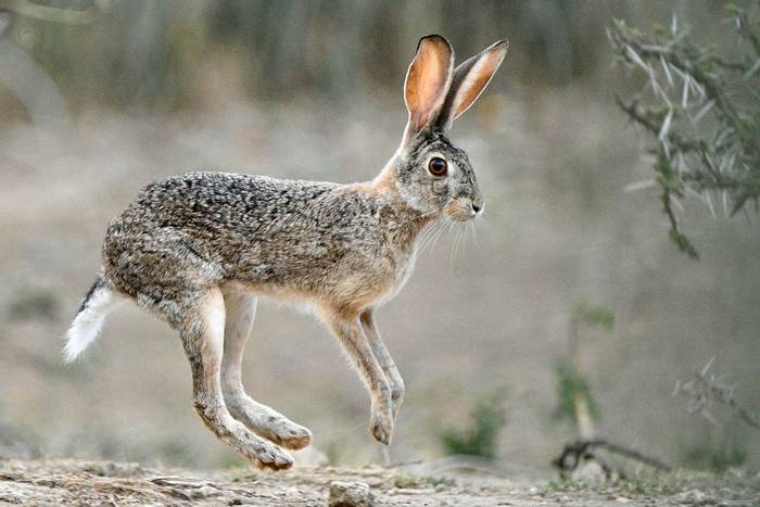 Ethiopian Hare © Helen Pinchin