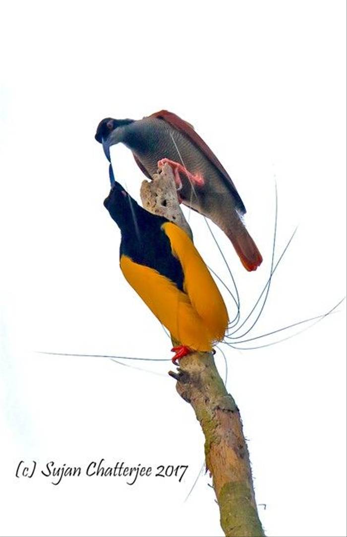 Twelve-wired Bird of Paradise, by Sujan Chatterjee.jpg
