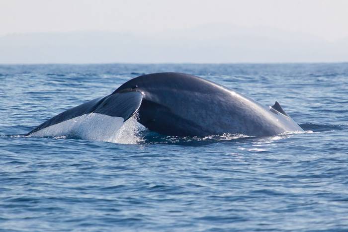 Blue Whale. Sri Lanka. Shutterstock (2).jpg