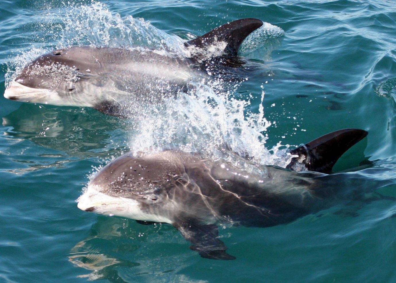 White-beaked Dolphin © Tom Brereton Image