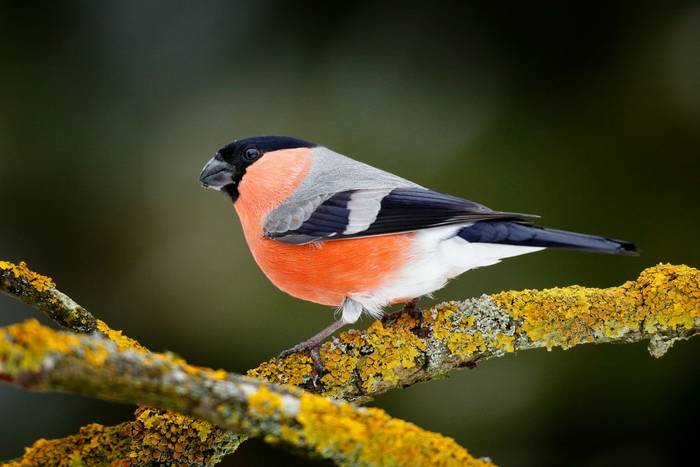 Male Bullfinch shutterstock_745071754.jpg Male Bullfinch shutterstock_745071754.jpg