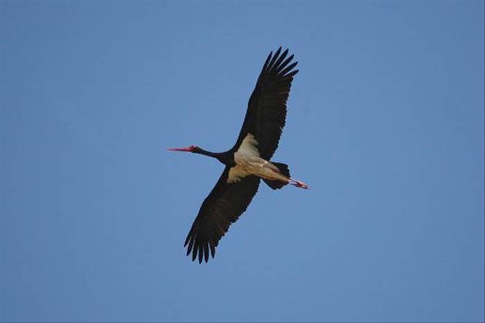 Black Stork (David Morris)