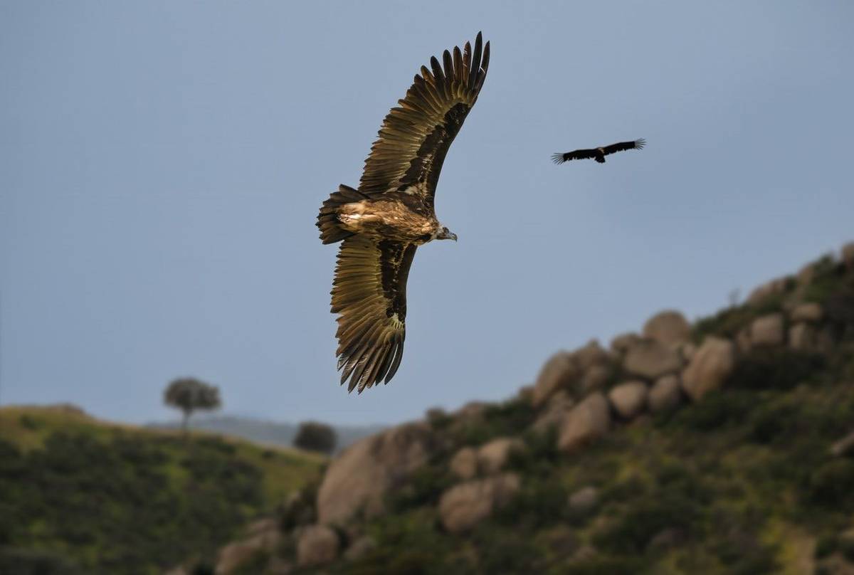 Griffon Vulture, Spain (Will Crombie).jpg