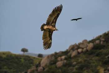 Griffon Vulture, Spain (Will Crombie).jpg