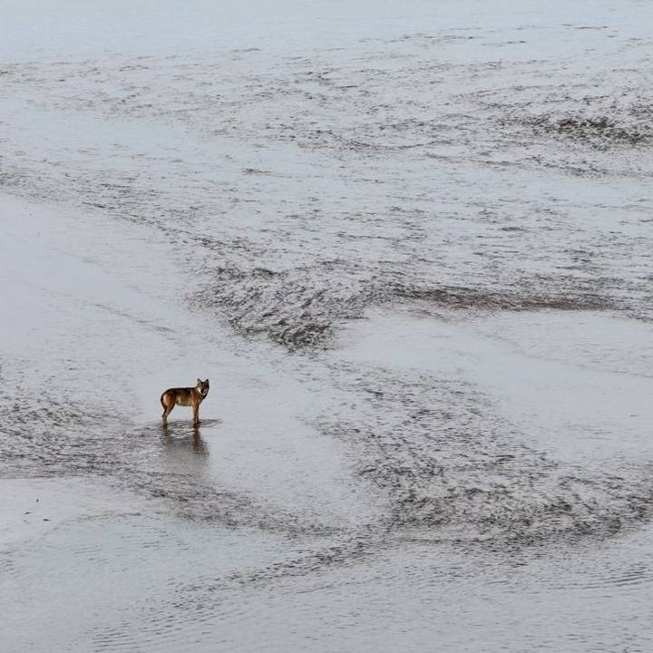 Grey Wolf, Khomyn Tal, Mongolia