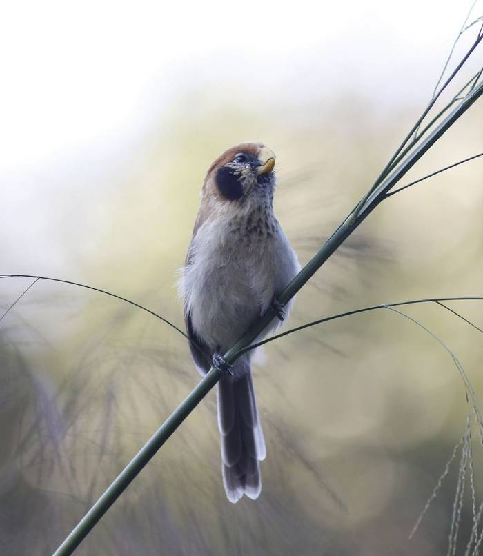 Spot-breasted Parrotbill (Matt Eade).jpg