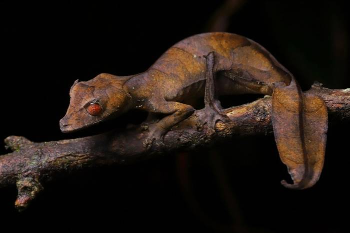 Satanic Leaf-tailed Gecko (Uroplatus phantasticus) © Bobby and Laura Bok, March 2026