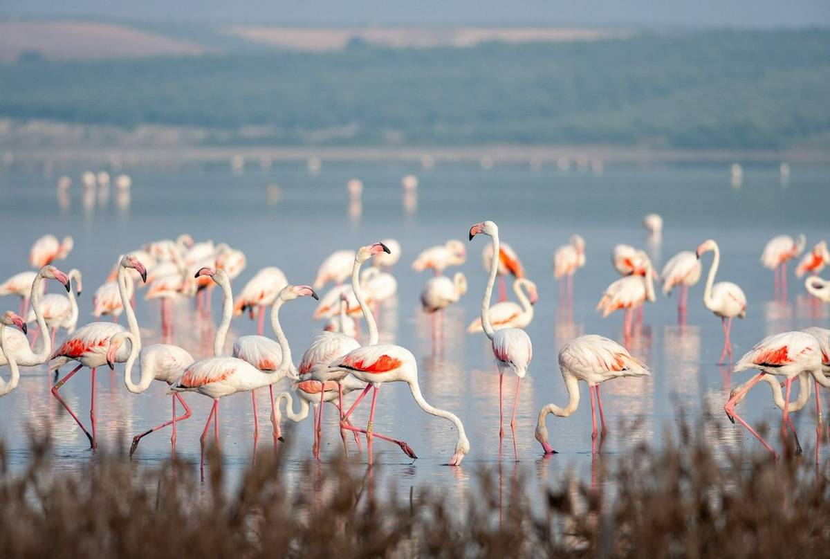 Go Slow S Spain Greater Flamingos Shutterstock 1094560361