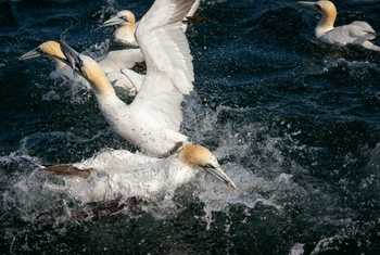 Feeding Gannets shutterstock_1477036697.jpg