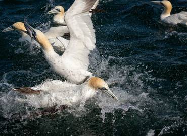 Bempton Cliffs - Including Diving Gannet Boat Trip (Day Trip)
