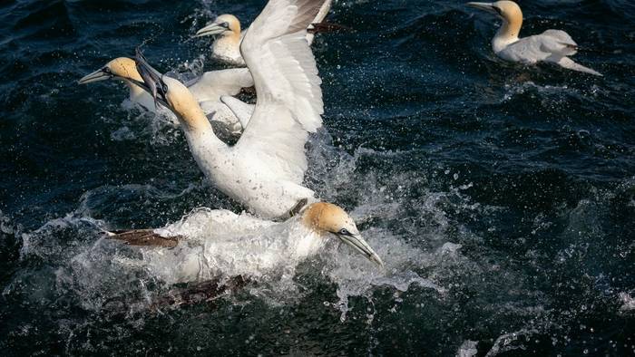 Feeding Gannets shutterstock_1477036697.jpg