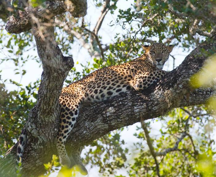 Leopard, Yala, Sri Lanka shutterstock_336644030.jpg