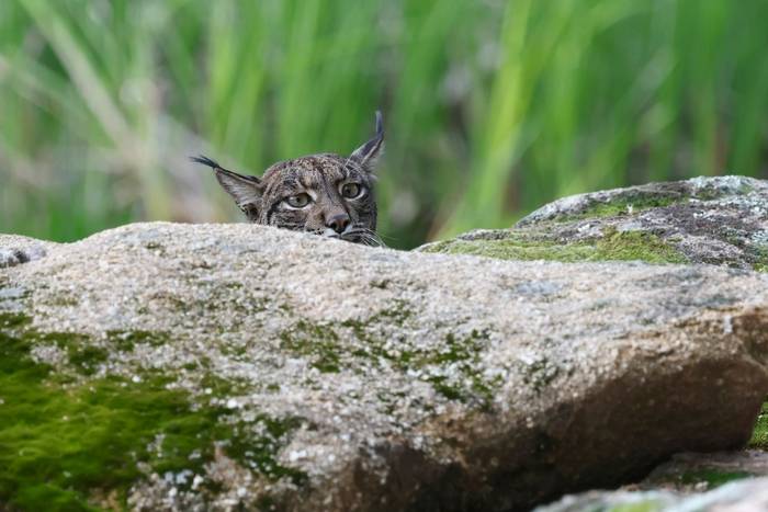 David Jackson - Gato Clavo 3.jpg