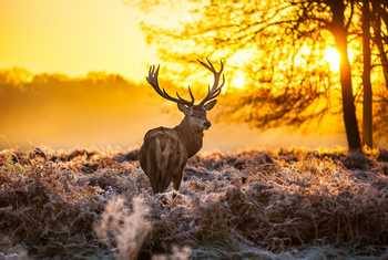 Red Deer, Richmond Park, London, United Kingdom shutterstock_130328384.jpg