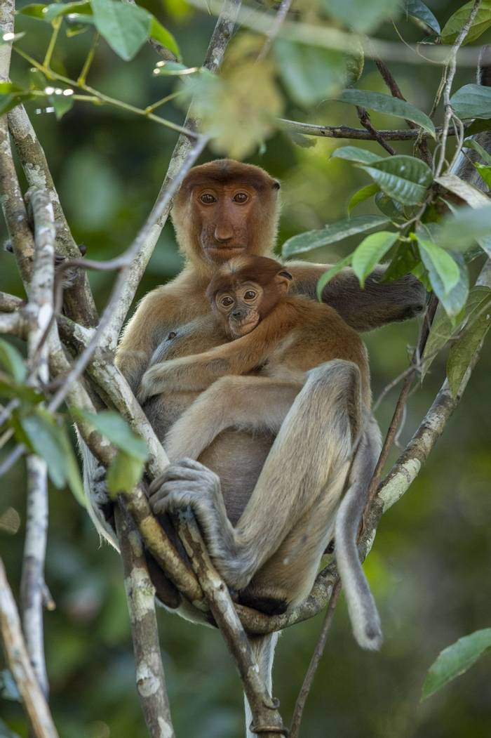 Proboscis Monkey © C.Ryan