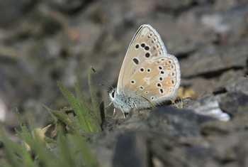 Nevada Blue, Luca Boscain.JPG