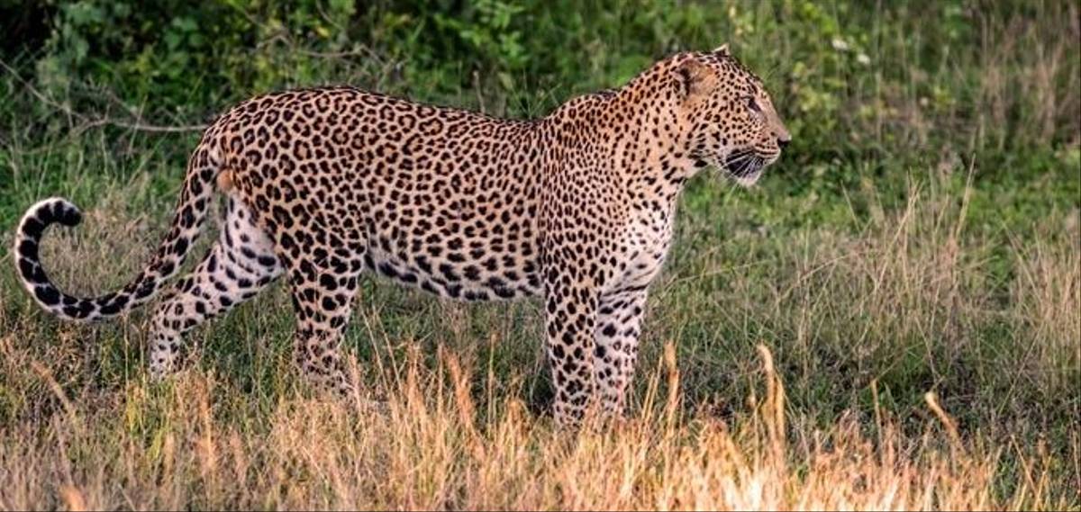 shutterstock-282012167-sri-lanka-yala-national-park-leopard.jpg