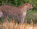 shutterstock-282012167-sri-lanka-yala-national-park-leopard.jpg