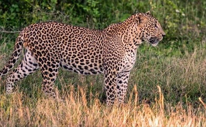 shutterstock-282012167-sri-lanka-yala-national-park-leopard.jpg