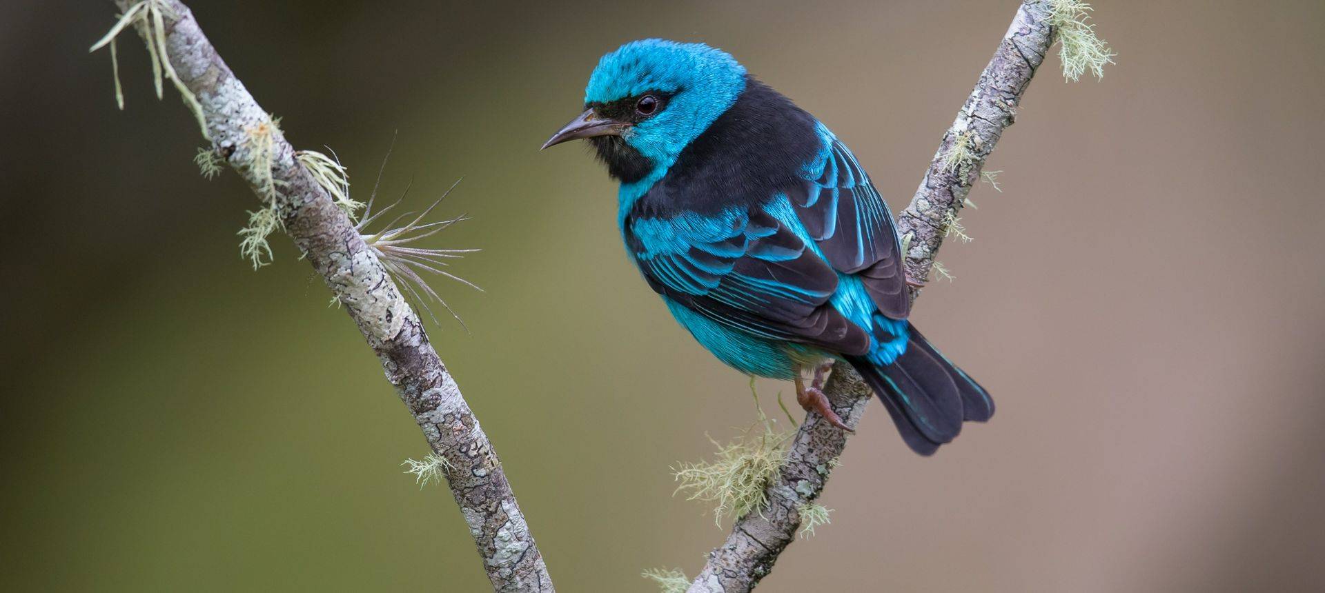 Blue Dacnis, Atlantic Rainforest Brazil