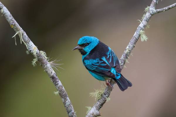 Blue Dacnis, Atlantic Rainforest Brazil