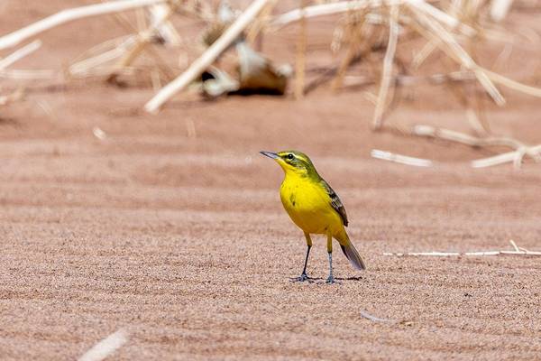 Yellow Wagtail (Mike Unwin) Image
