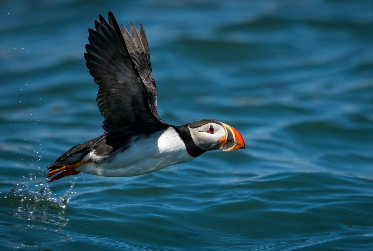 Atlantic Puffin, Alderney shutterstock_1710354100.jpg