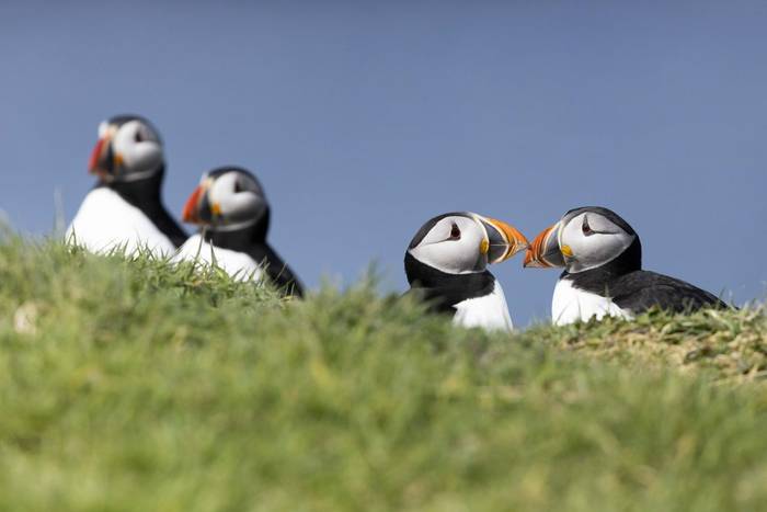 week 1_atlantic puffin_3R52307.jpg