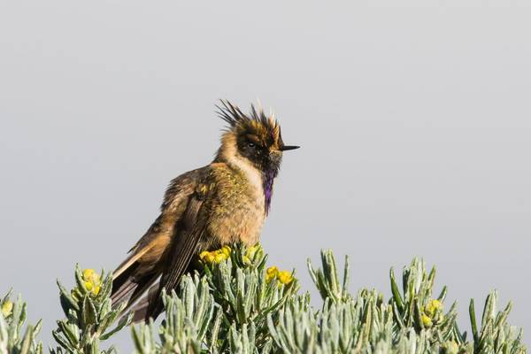 Buffy Helmetcrest shutterstock_1709718760.jpg