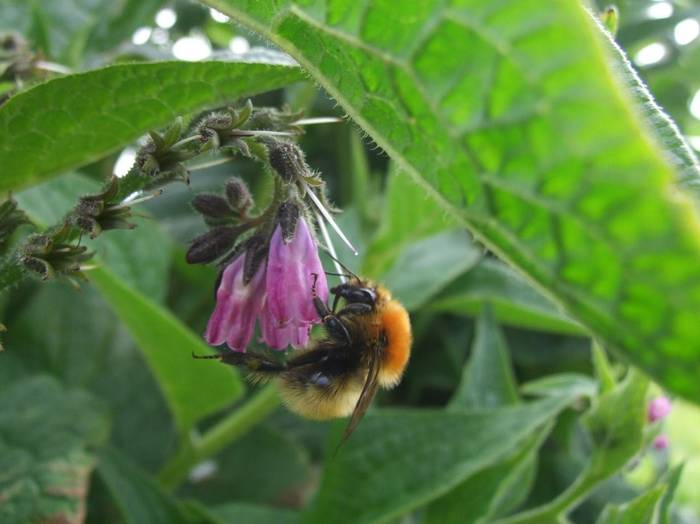 Fair Isle - Shetland Bumblebee (Tommy Hyndman).jpg