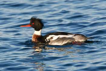 Red-breasted Merganser