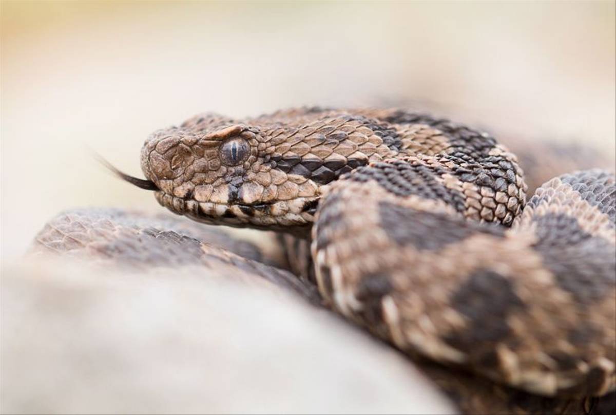 seven headed cobra in honduras