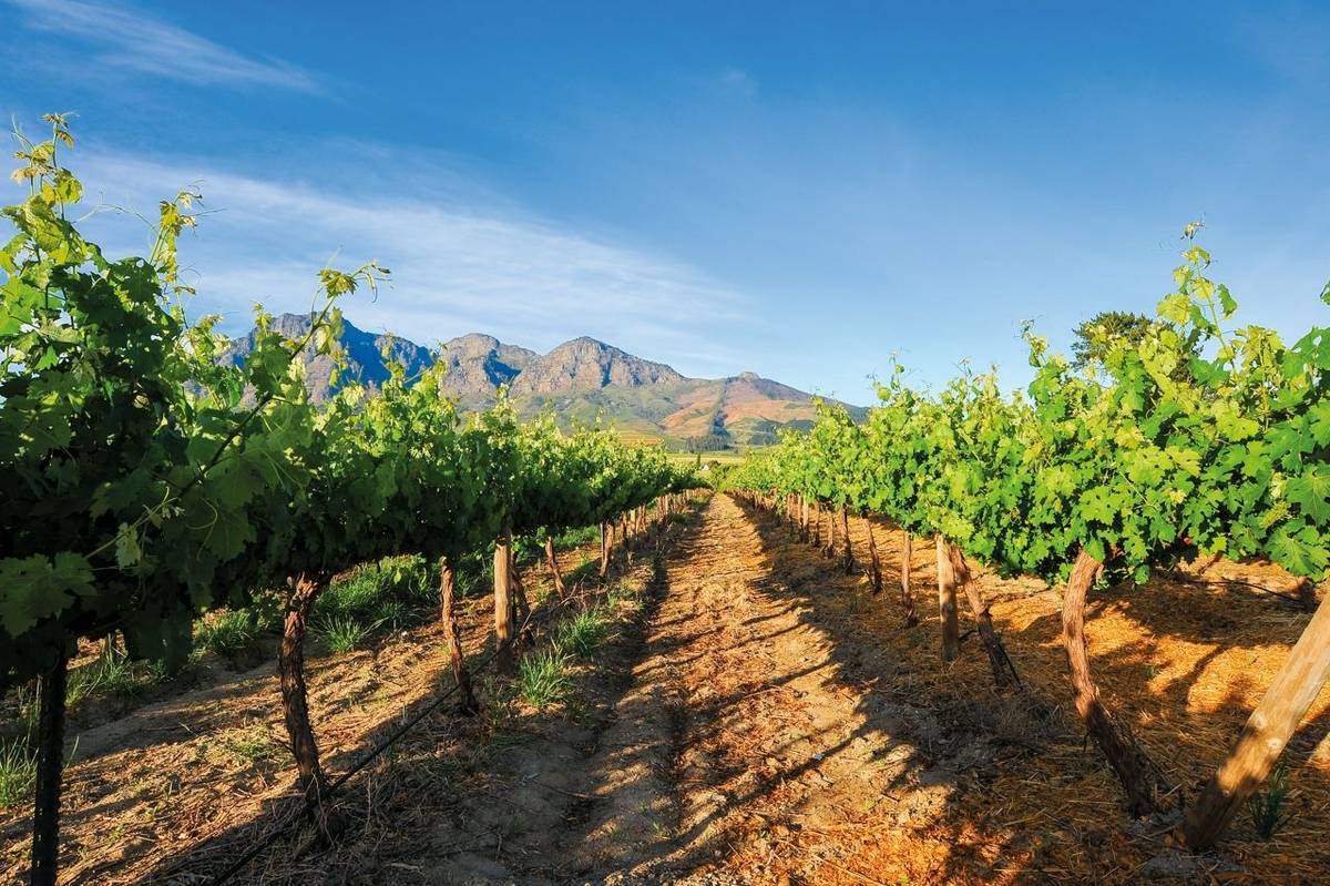 rf_as_stellenbosch_vineyards_southafrica_01_2026_rgb.jpg