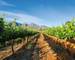 rf_as_stellenbosch_vineyards_southafrica_01_2026_rgb.jpg